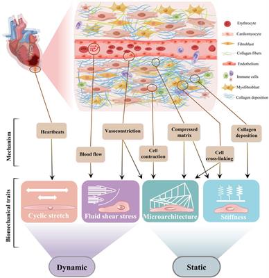 Dynamic and static biomechanical traits of cardiac fibrosis